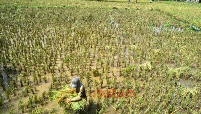 Dampak El Nino Bikin Ngeri, Mentan Instruksikan Ini ke Daerah