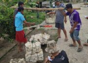 Harga Getah Karet di Kabupaten OKU Naik, Petani Senyum Kecut