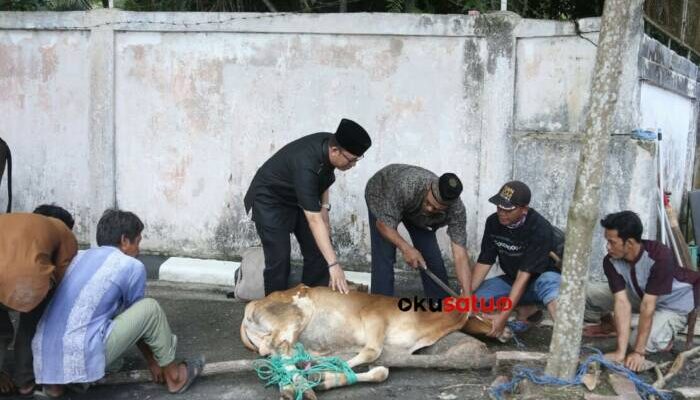 Idul Adha 1444 H, TM Berkurban 12 Ekor Sapi