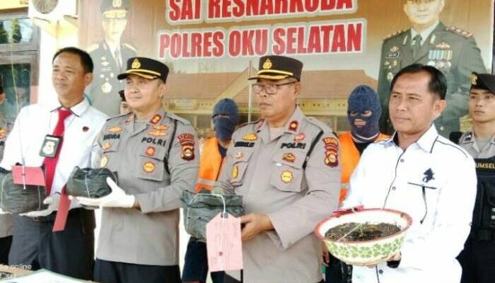 Tiga Pemuda OKU Selatan Ditangkap, Nekat Tanam Ganja di Pekarangan Rumah