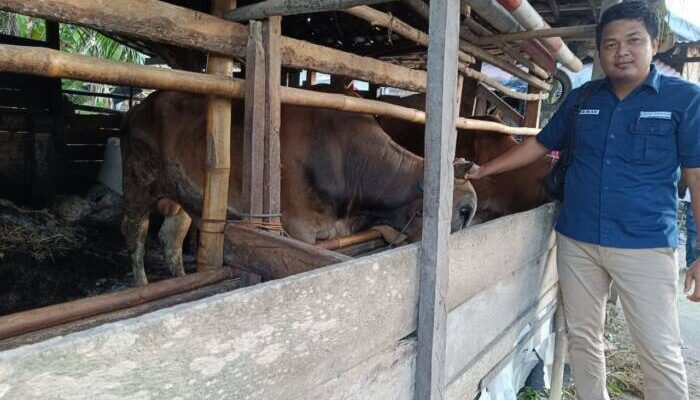 BPR Baturaja Sebar 21 Hewan Qurban di 7 Wilayah Pemasaran