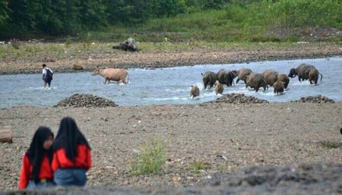 12 Kecamatan di Kabupatan OKU Rawan Kekeringan