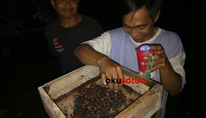 Budidaya Madu Klanceng, Modal Sekali Untung Berkali-kali