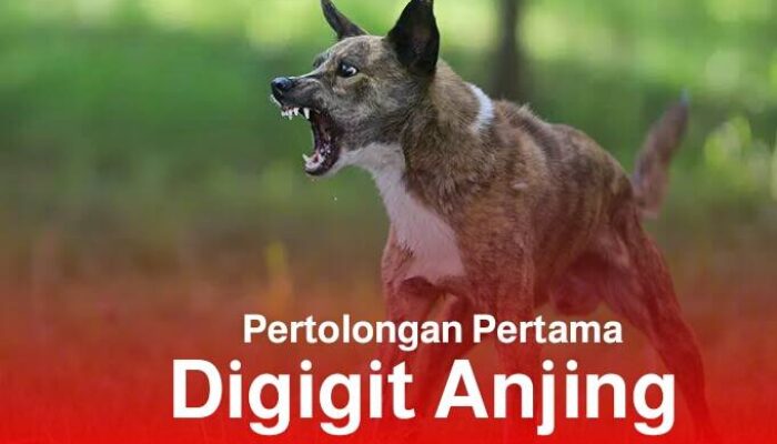 Pertolongan Pertama Antisipasi Rabies Pasca Digigit