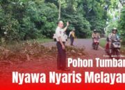 Pohon Tumbang Nyawa Pemotor Nyaris Melayang