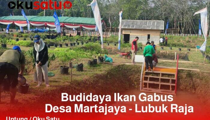 Budidaya Ikan Gabus di Desa Martajaya Akan Diresmikan