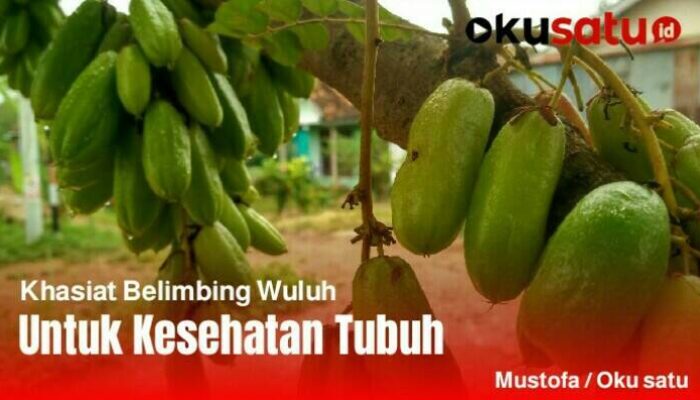 Belimbing Wuluh, Buah Kecut Penurun Tekanan Darah