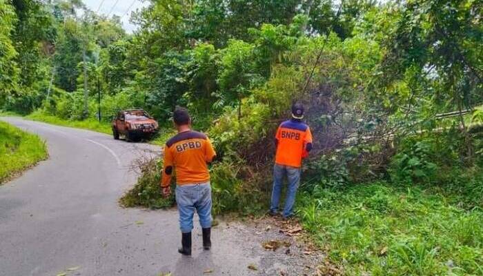 BPBD Bersihkan Pohon Tumbang Yang Menutup Jalan ke Ranau