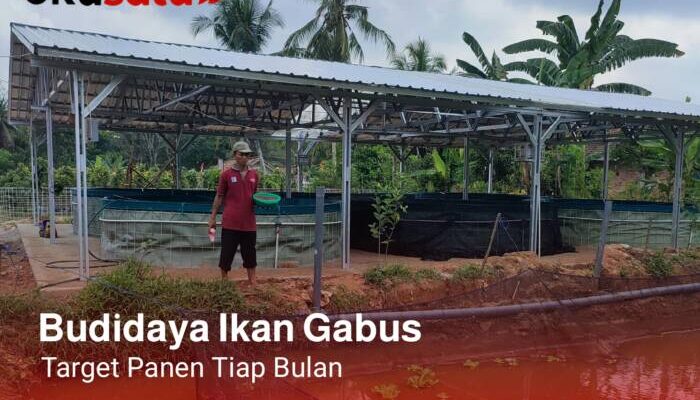 Panen Ikan Gabus Target Tiap Bulan, Albumin nya Buat Obat