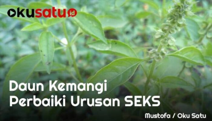 Manfaat Daun Kemangi Perbaiki Urusan S*ks