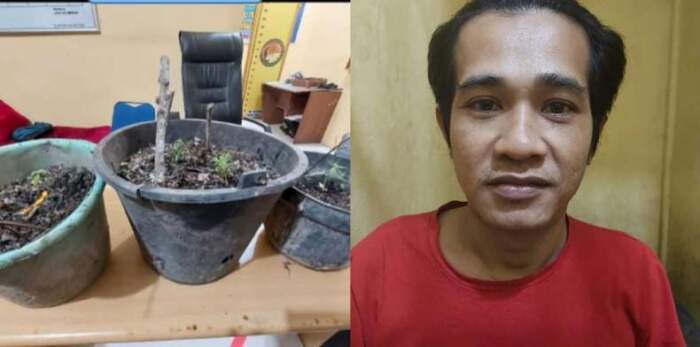 Nekat Budidaya Ganja di Belakang Rumah, Warga Oku Timur Kalang Kabut Dipanen Satres Narkoba