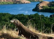 Get to know Komodo Island, one of the best islands in the world