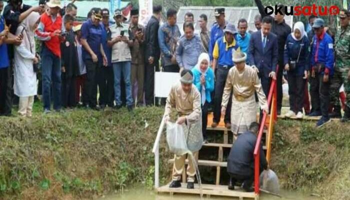 Kemarau Ancam Budidaya Ikan Gabus 