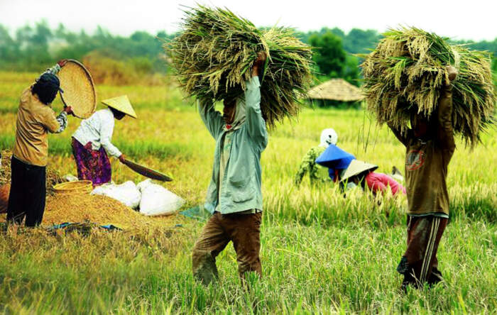 Petani belitang oku timur