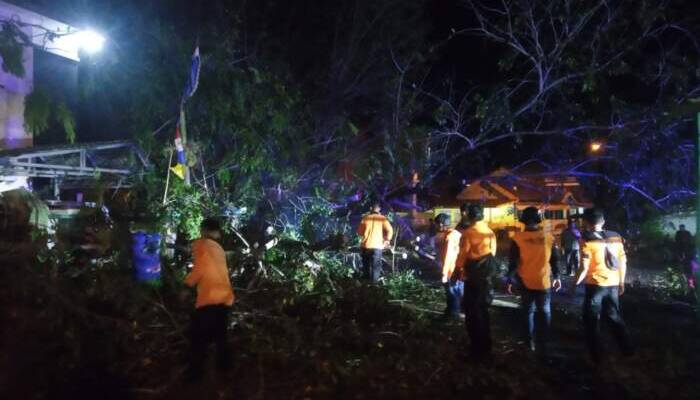 Pohon Besar Tumbang Dekat Kantor Dispora OKU, Pengguna Jalan Kaget