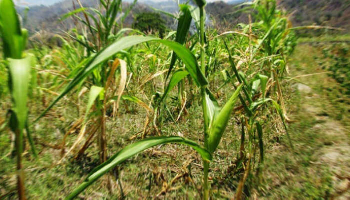 Petani Jagung Dihantui Gagal Panen, Sebut Kemarau Terburuk