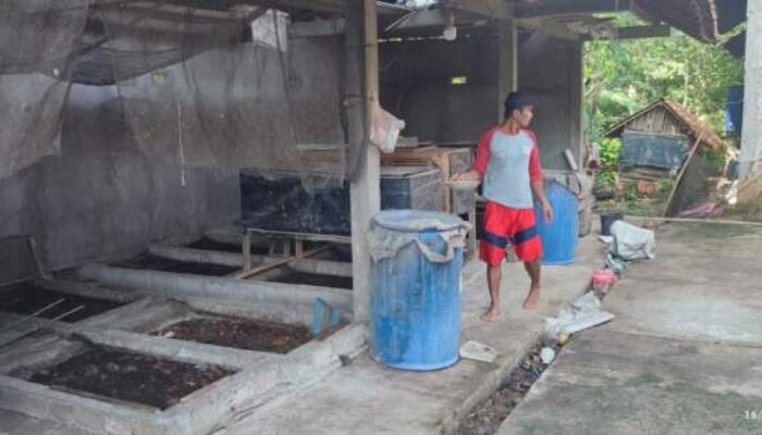 Budidaya Magot Pakan Ikan 