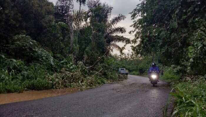 Pohon Tumbang di Batuputih Tutup Separuh Badan Jalan