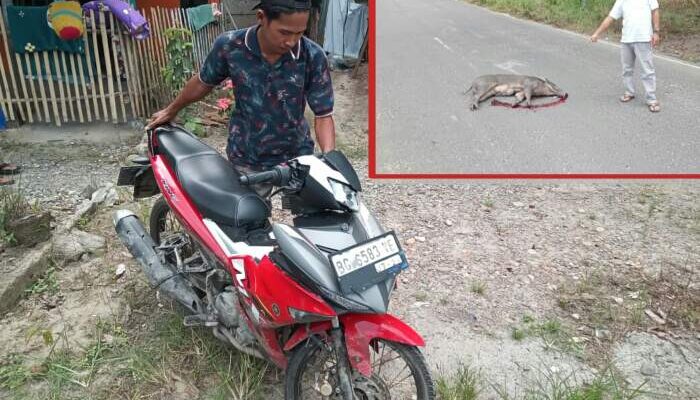 Nyebrang Gak Liat Situasi, Babi Tumbang Ditabrak Sepeda Motor