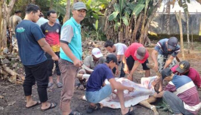 Muhammadiyah Sembelih 55 Hewan Kurban, Terbanyak PCM Lubuk Banjar