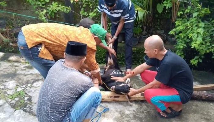 Cara Cepat Buang Amis Daging Kambing, Salah satuanya Jangan Dicuci