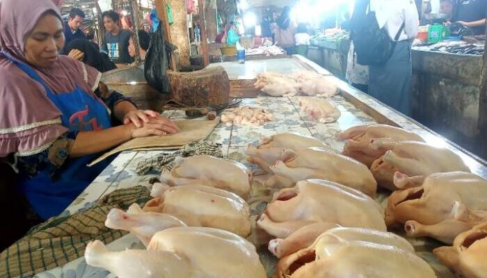 Pedagang Ayam Galau, Modal Tinggi, Tiba-tiba Harga Pasaran Turun