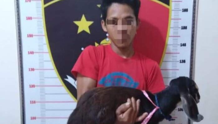 Kambing Kades Lubuk Baru Lenyap, AC Digiring Petugas ke Penjara