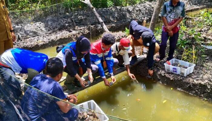 Komitmen Net Zero Emission: Pertamina Implementasikan Silvofishery di Kawasan Mangrove Pesisir Pangkal Babu