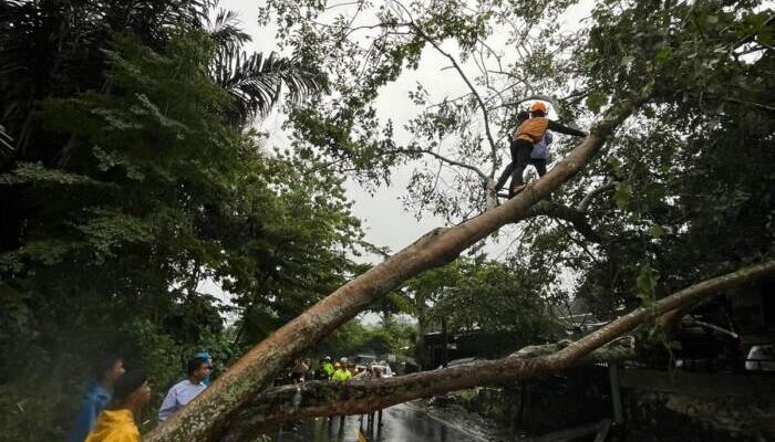 Batang Rubuh Tutup Jalan di Desa Terusan, Lalulintas Kendaraan Terganggu, Listrik Padam