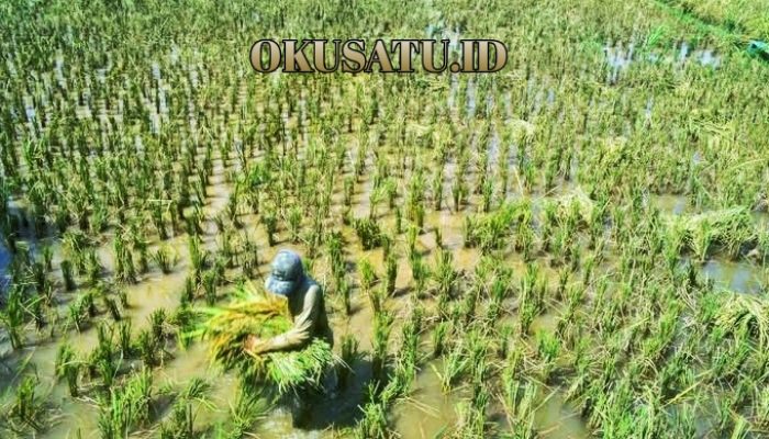 Ancaman Gagal Panen di Depan Mata, Petani – Pedagang Ketar-ketir