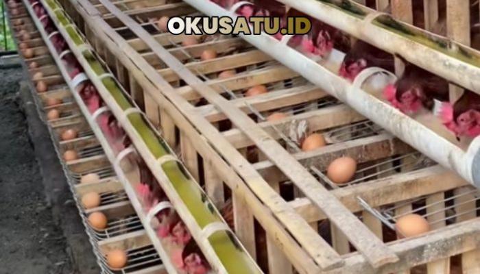 BGN Butuh 6 Juta Peternak Ayam Petelur Baru, BGN : Sekali Masak 3 Ribu Butir