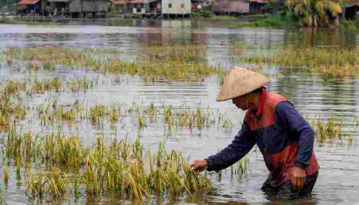 Banjir Rendam 8.000 Hektare Sawah di OKU Timur–OKI
