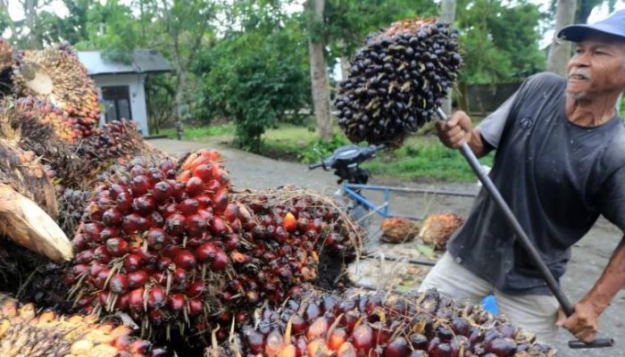 Harga Sawit Sumsel Awal 2026 Tembus Rp3.390 per Kg