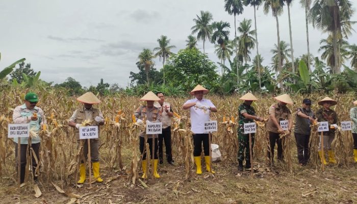 Panen Raya Hasilkan Tonan Jagung, Bupati OKU Selatan Beri Apresiasi