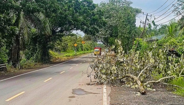 Patahan Dahan di Tepi Jalan Lintas Bahayakan Pengendara