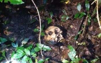 Temukan Tengkorak Kepala, Penggembala Kerbau Lari Kocar – Kacir