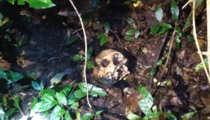 Temukan Tengkorak Kepala, Penggembala Kerbau Lari Kocar – Kacir