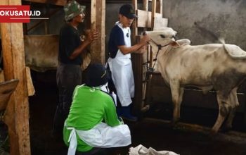 Dinas Peternakan Larang Beli Hewan Kurban di Tepi Jalan, Begini Penjelasnnya