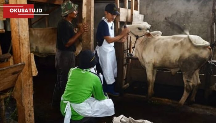 Dinas Peternakan Larang Beli Hewan Kurban di Tepi Jalan, Begini Penjelasnnya