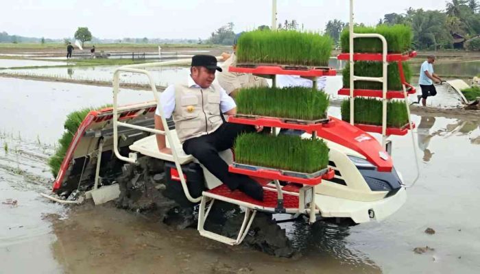 Sumsel Melejit! Jurus Cepat Tanam Padi Ala Herman Deru Bawa Daerah Ini Tembus 3 Besar Nasional