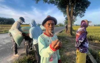 Petani OKU Timur menunjukkan padi rusak akibat serangan hama penggerek batang