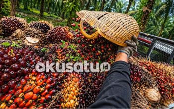 Petani sawit di Sumatera Selatan memanen tandan buah segar dengan harga terbaru April 2026