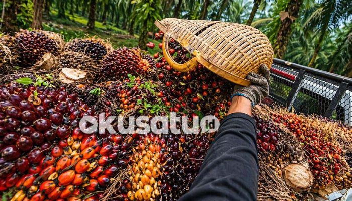 Harga Sawit Sumsel Naik Lagi! TBS Tembus Rp4.040/Kg