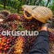 Petani sawit di Sumatera Selatan memanen tandan buah segar dengan harga terbaru April 2026