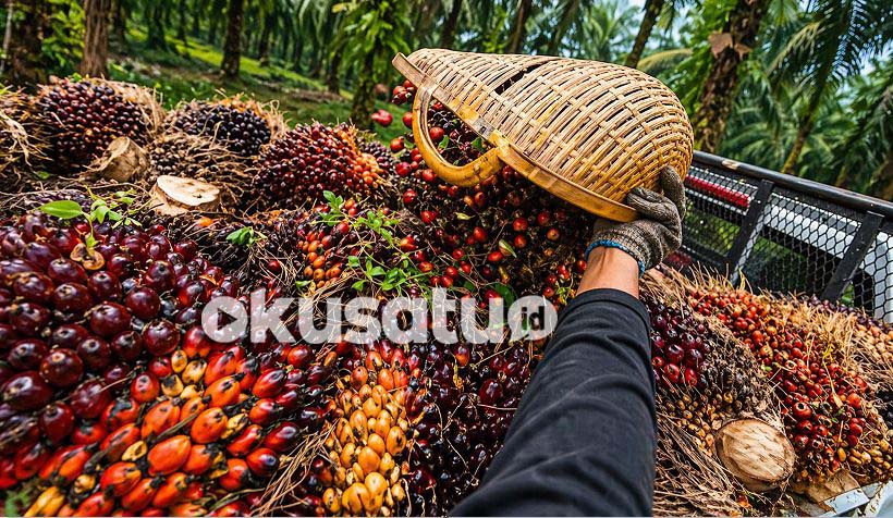 Petani sawit di Sumatera Selatan memanen tandan buah segar dengan harga terbaru April 2026
