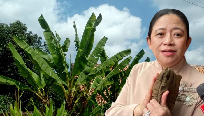 Plastik Makin Mahal, Puan Maharani : UMKM Pakai Daun Pisang atau Daun Jati Aja
