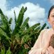 Kemasan makanan daun pisang pengganti plastik
