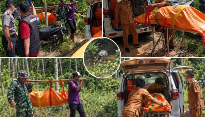 Kakek 76 tahun ditemukan tewas tertelungkup di kebun karet OKU setelah tiga hari hilang. Ini kronologi lengkap dan fakta mengejutkannya.