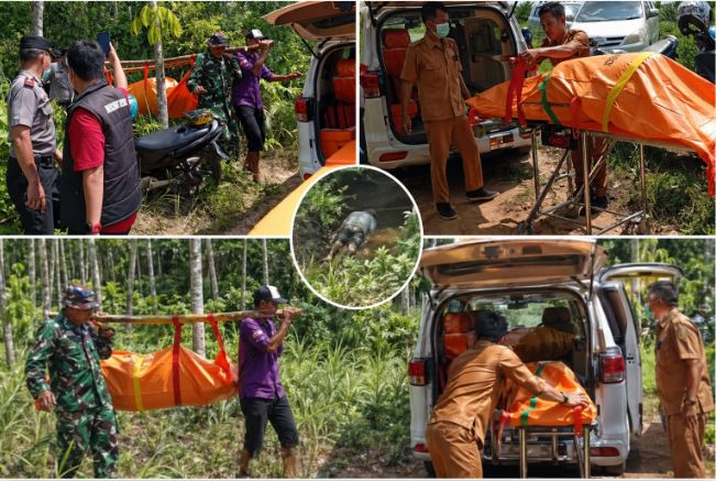 Proses evakuasi jasad lansia yang ditemukan tertelungkup di kebun karet miliknya di OKU setelah dilaporkan hilang.