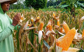 Petani jagung di OKU Selatan memanen dan menjemur jagung di tengah kenaikan harga jagung hingga Rp6100 per kg